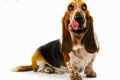 Ветеринарно-диагностический центр Вета - иконка «для собак» в Рассказово
